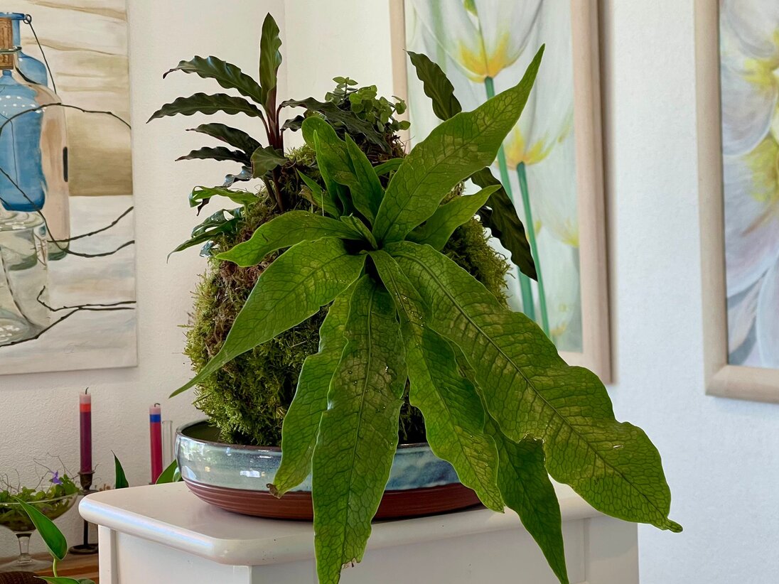 Kokedama hängt in hellem Raum